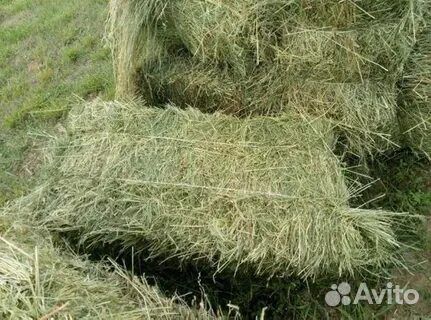 Сено в квадратных тюках