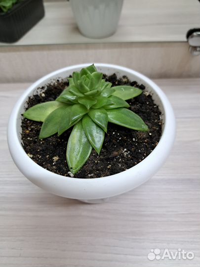 Суккулент