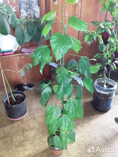 Роза китайская