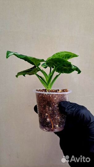 Сингониум Яичница