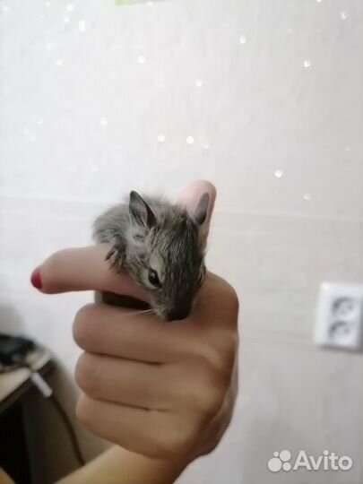 Актуально, Продам малышей Дегу