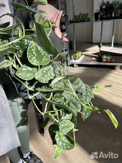 Сциндапсус Аргиреа подвесной