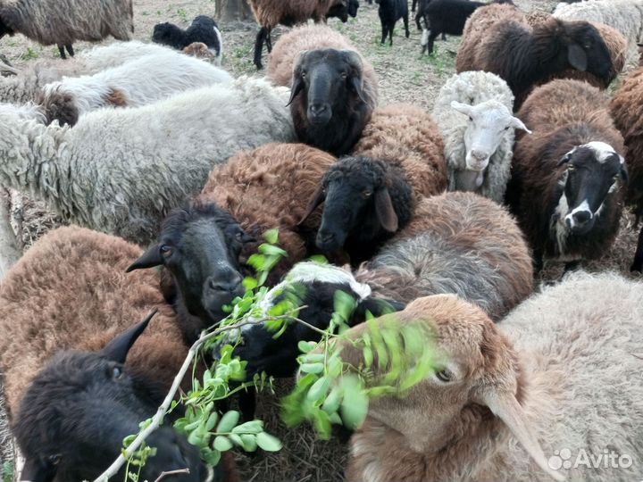 Овцы бараны ягнята оптом