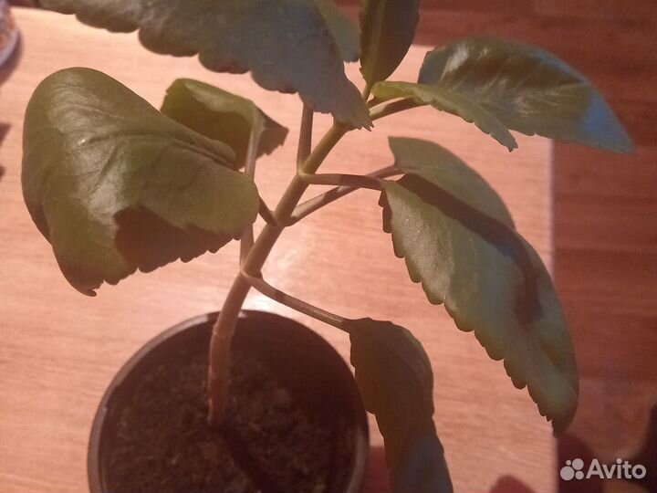 Лечебное каланхоэ перистое, домашний доктор