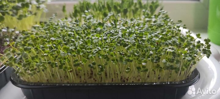 Микрозелень под заказ