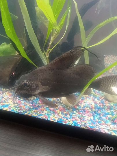 Сом синодонтис