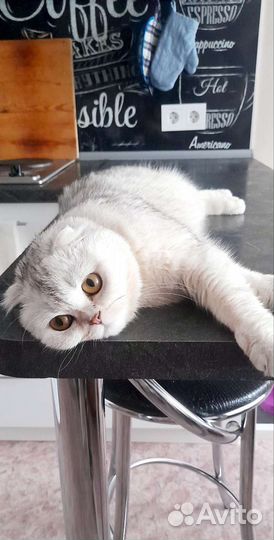 Шотландская кошка