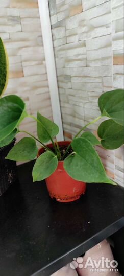 Комнатные растения цветы