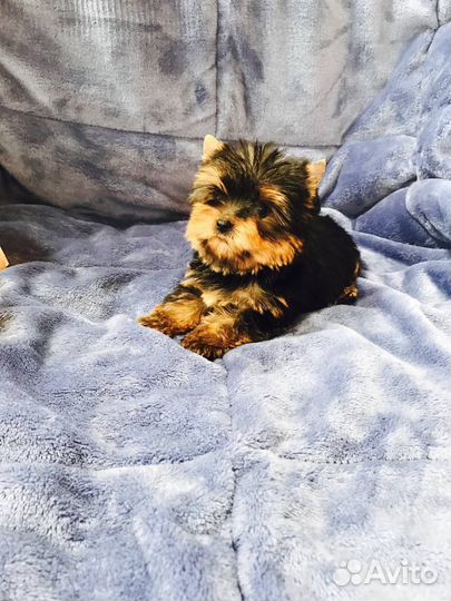 Йоркширский терьер