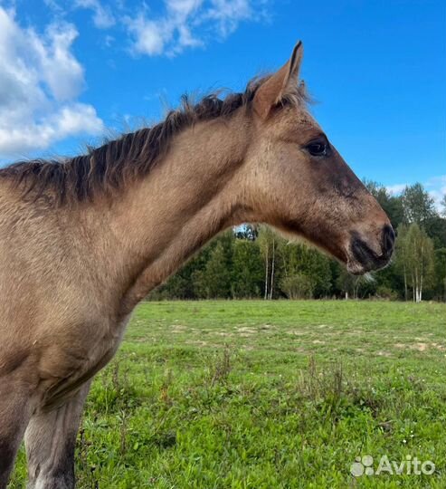 Жеребчик вятка