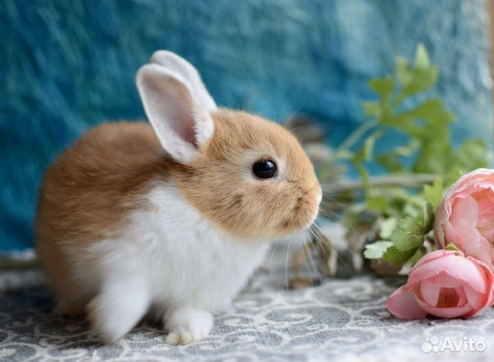 Ваш карликовый кролик
