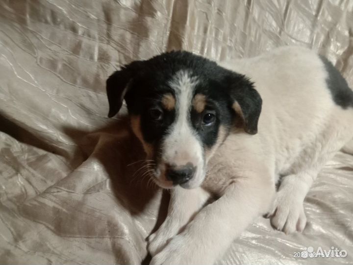 Щенок в добрые руки