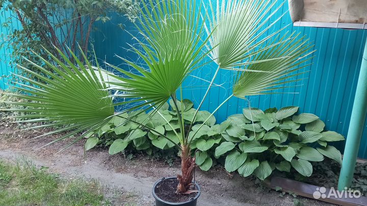 Пальма веерная, вашингтония нитчатая