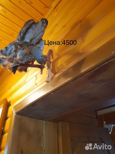 Чучело сокола и ястреба