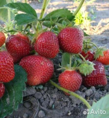 Рассада клубники