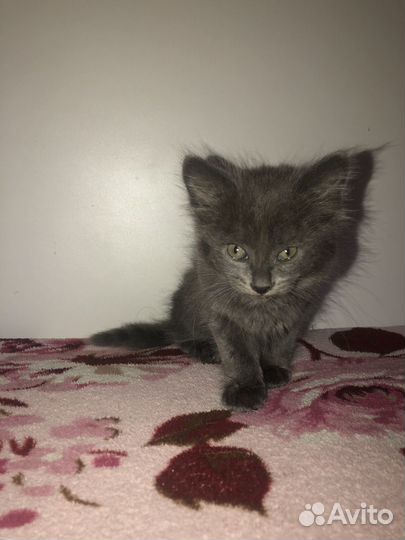 Кошка в дар бесплатно