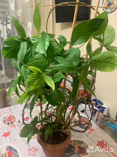 Продаю Сонгониум