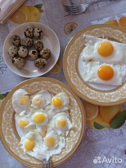 Домашние куриные яйца