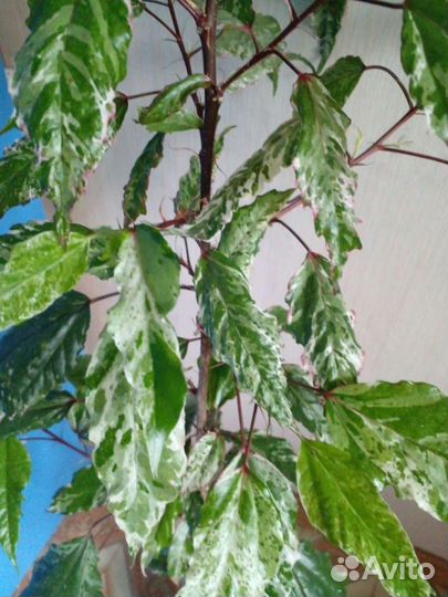 Комнатные растения.Синадениум.Бамбук.Гибискус