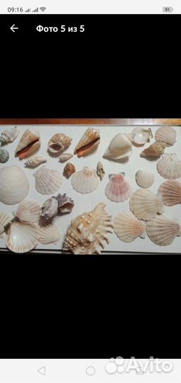 Ракушки морские