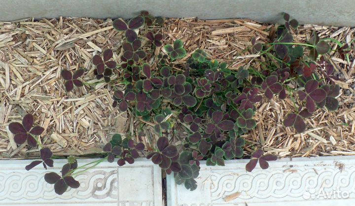 Счастливый клевер почтой