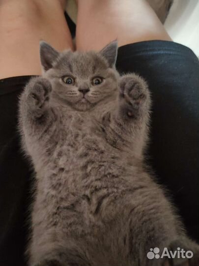 Чистокровные британские короткошёрстные котята