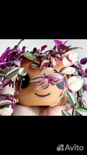 Традесканции /коряги