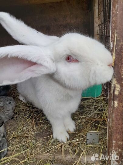 Кролики фландр и ризен и французский баран