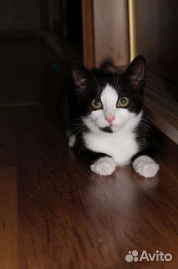 Котенок Костик в добрые руки