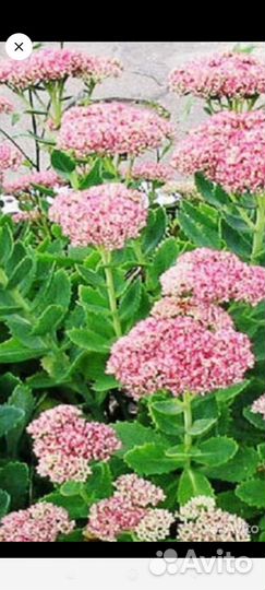 Дельфиниум золотарник-мимоза мак лилейник