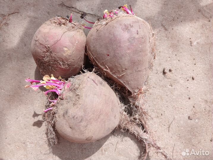 Продам свеклу