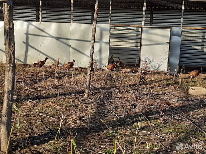 Реализуем Фазана (северокавказского)