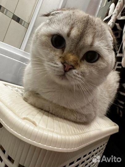 Кот Шотландский вислоухий