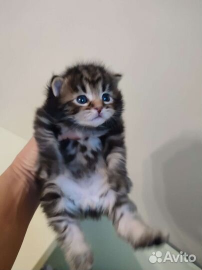 Котята Курильский бобтейл