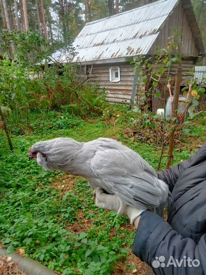 Молодые петушки