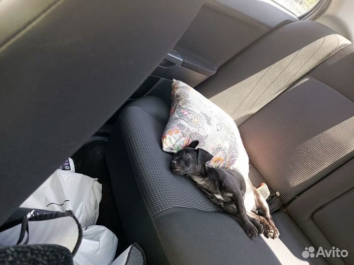 Той-терьер девочка