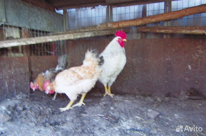 Органические удобрения