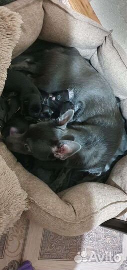 Щенки чихуахуа стандарт