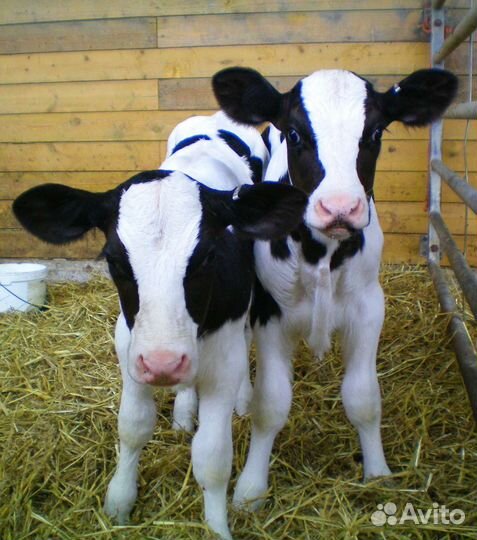 Племенные телята