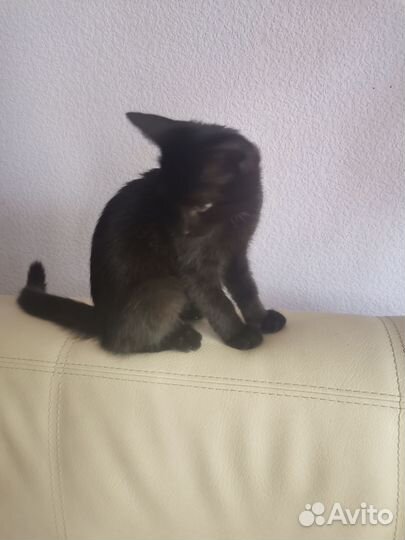 Котенок мальчик бесплатно