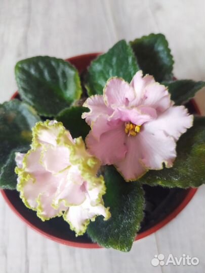 Фиалка в горшках