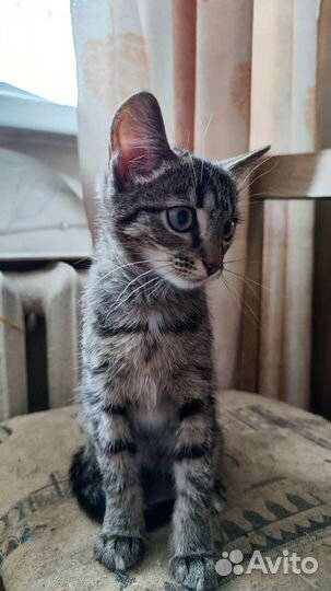 Котята бесплатно