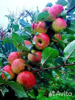 Яблоня летняя Медуница