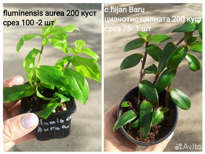 Комнатные растения, традискация много сортов