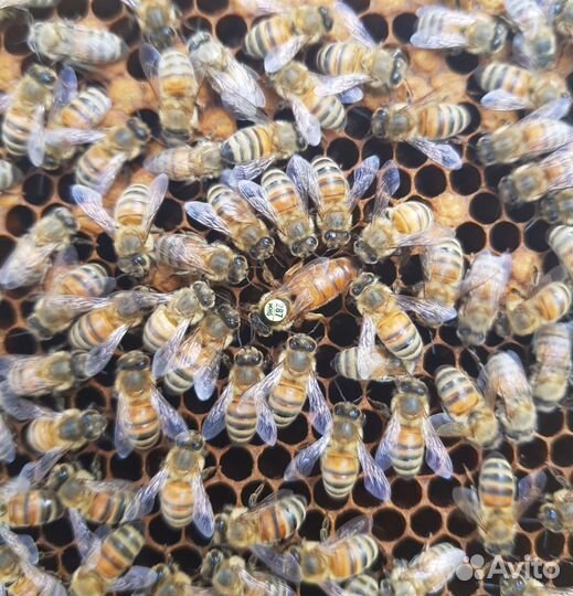 Бакфаст в наличии