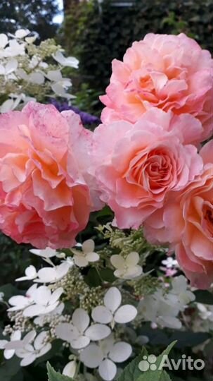 Гортензии, розы, пионы, многолетники