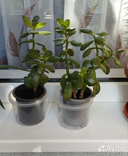 Толстянка Денежное дерево