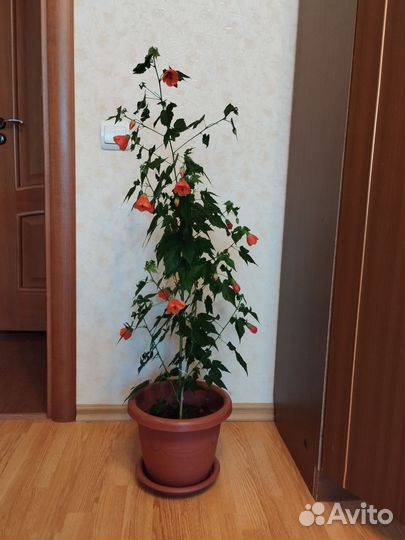 Клен комнатный абутилон