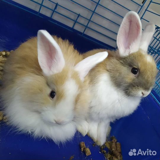 Продавец консультант