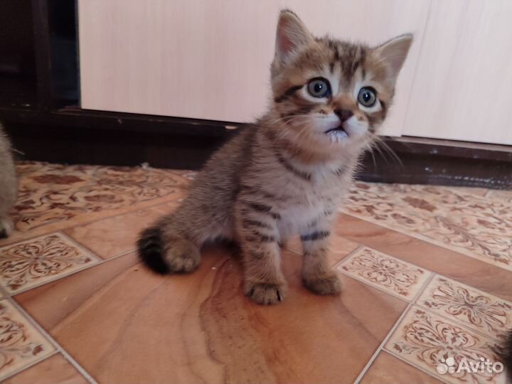 Шотландские котята